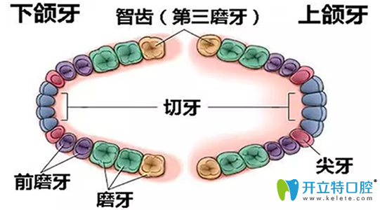 網(wǎng)傳4顆智齒全拔了會(huì)瘦臉？我們不妨來看看真相究竟如何