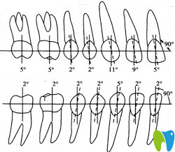 牙齒近、遠(yuǎn)中傾斜范圍