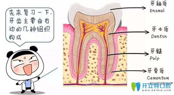 牙齒的結構圖