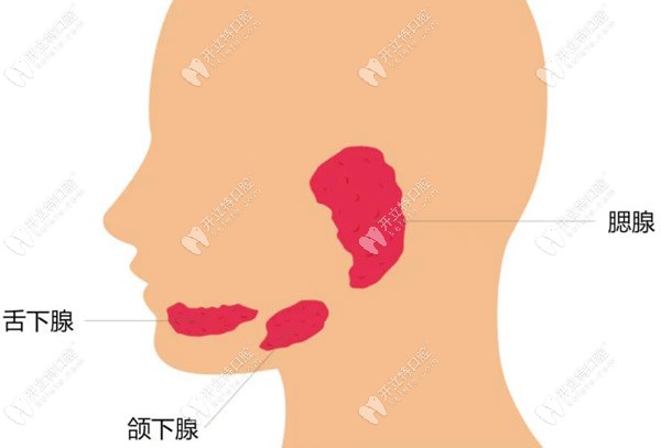 口腔內(nèi)分布著三大涎腺（唾液腺），是腮腺、頜下腺和舌下腺